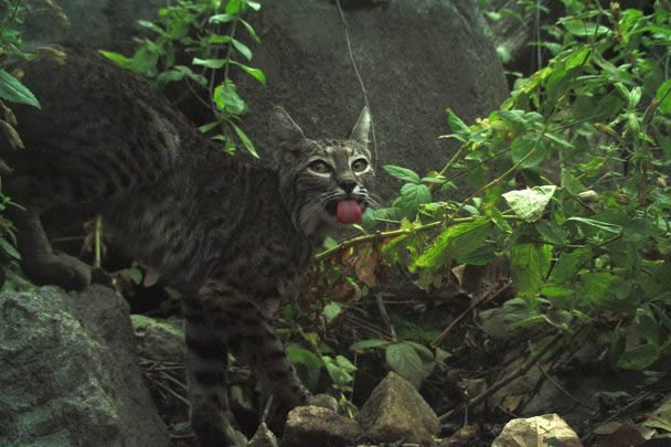 bobcat tongue